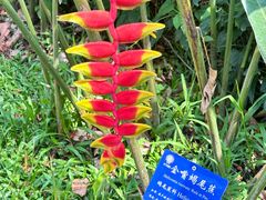 -中国科学院西双版纳热带植物园