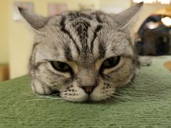 -猫和宫(六道口店)