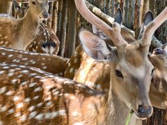-鄂尔多斯野生动物园