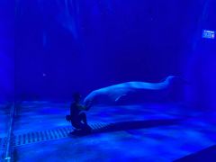 -多彩贵州城极地海洋世界