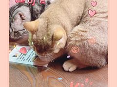 -猫色咖啡·猫咖