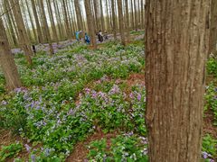 -黄海国家森林公园