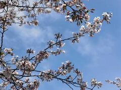 -高东镇樱花园