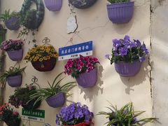 -采芝斋评弹茶馆(观前街店)