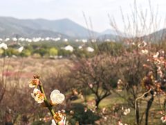 -香雪海