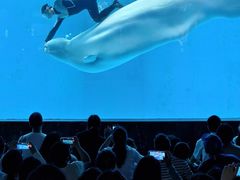 -海合安成都极地海洋公园