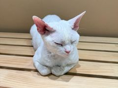 -爪爪喵星球·猫舍(卓悦中心店)