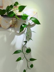 -FUMEIHUI·科技美肤·美体SPA