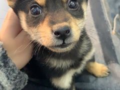 -喵汪萌宠屋旗舰店.洗澡美容.猫狗基地