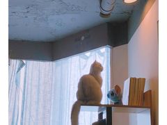 -共舞时光猫咖·狗咖(新街口店)
