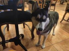 -more than meow吴止猫主题餐厅(承德 中船汇店)