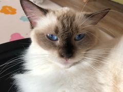 -猫的茶·猫咖