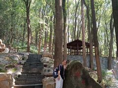 -铁山坪森林公园