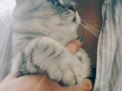 -猫友咖啡店(玉林西路店)