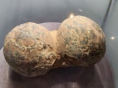 -河南自然博物馆