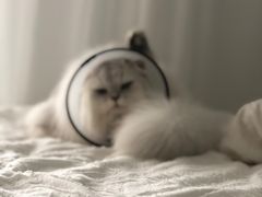 -安安宠医宠物医院·异宠·犬猫内科(岳阳分院)