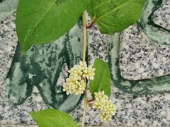 -广州神农草堂中医药博物馆