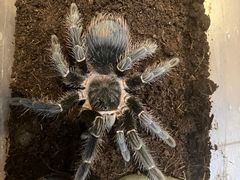 -酷以爬仙阁实体爬宠店·守宫·蜥蜴·专业繁育