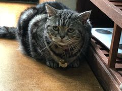 -李小姐の猫咖啡馆(五角场店)