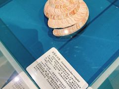 -青岛贝壳博物馆