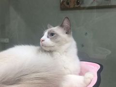 -猫亿天猫咖