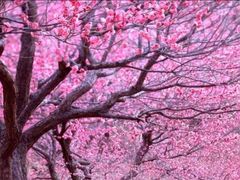 -桃花堤公园