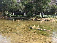 -新湖明珠城