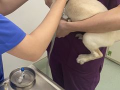 -汪喵宠物医院·骨科心脏影像·犬猫急重症ICU诊疗中心(成华分院)