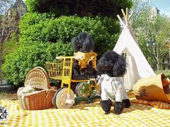 -超宠爱宠物摄影-Super pet