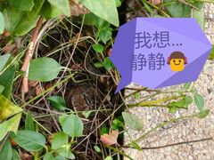 -新江湾城公园