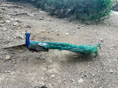 -燕塞湖鸟语林景区