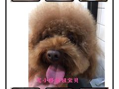 -宠小格时尚宠物生活馆(唐镇店)