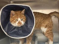 -邢大夫动物医院