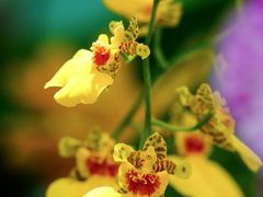 -上海鲜花港
