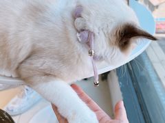 -怪兽屋·羊驼·猫咖·狗咖(俊华广场店)