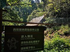 -西双版纳原始森林公园
