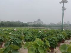 -莲花池公园