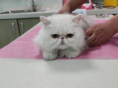 -北京观赏动物医院·24小时大型综合·猫专科·异宠专科
