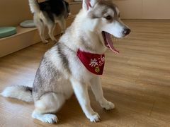 -Husky Go! 哈士奇体验馆·宠物咖啡厅狗咖