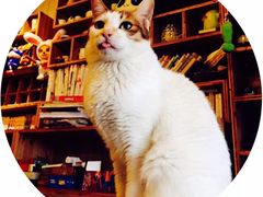 -萌喵宠狗爱心宠咖