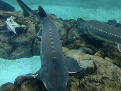 -太平洋海底世界