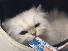 -四月宠物医院·猫专科·心脏专科·内科(转塘店)