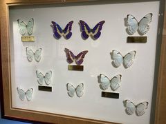 -上海昆虫博物馆