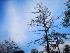 -南宁花花大世界景区