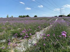 -紫颐香薰山谷景区
