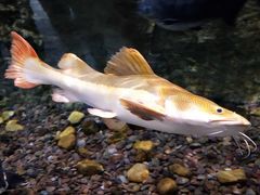 -迪拜水族馆及水下动物园