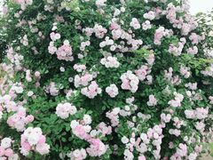 -大塘金香草谷