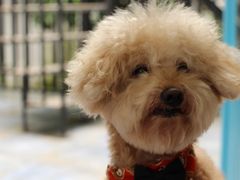 -帕帕拉兹宠物(亚洲旗舰店)