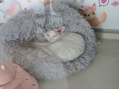 -糯米喵星人总部直营旗舰店·猫舍·幼猫出售