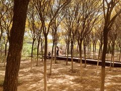 -西青郊野公园
